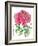 Ink Painting Of Chinese Peony Translation: The Blossom Of Prosperity-yienkeat-Framed Art Print