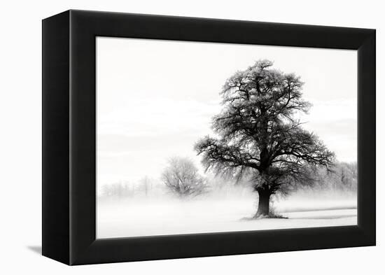 Inky Trees-Lars Van de Goor-Framed Stretched Canvas