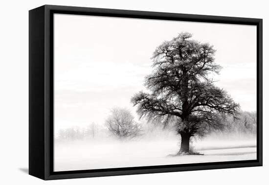 Inky Trees-Lars Van de Goor-Framed Stretched Canvas