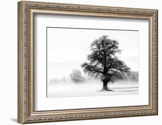 Inky Trees-Lars Van de Goor-Framed Photo