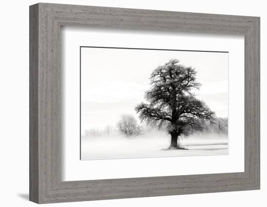 Inky Trees-Lars Van de Goor-Framed Photo