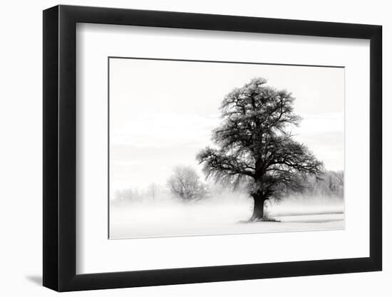 Inky Trees-Lars Van de Goor-Framed Photo