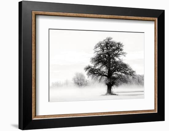 Inky Trees-Lars Van de Goor-Framed Photo