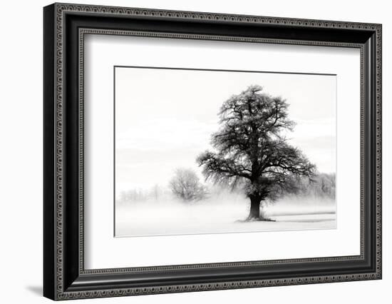 Inky Trees-Lars Van de Goor-Framed Photo