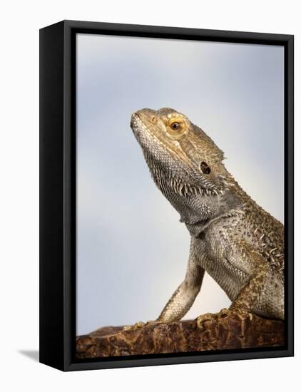 Inland Bearded Dragon Profile, Originally from Australia-Petra Wegner-Framed Premier Image Canvas