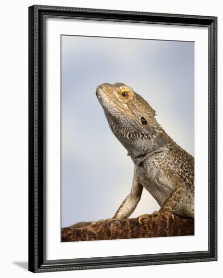 Inland Bearded Dragon Profile, Originally from Australia-Petra Wegner-Framed Photographic Print