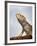 Inland Bearded Dragon Profile, Originally from Australia-Petra Wegner-Framed Photographic Print