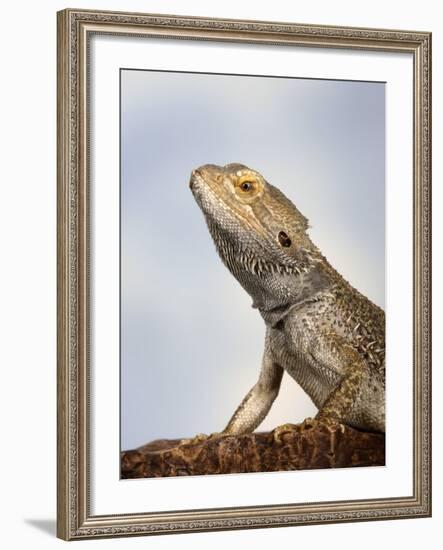 Inland Bearded Dragon Profile, Originally from Australia-Petra Wegner-Framed Photographic Print