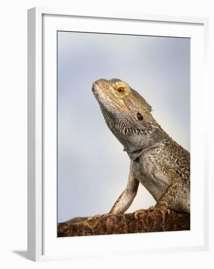 Inland Bearded Dragon Profile, Originally from Australia-Petra Wegner-Framed Photographic Print