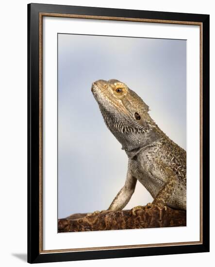 Inland Bearded Dragon Profile, Originally from Australia-Petra Wegner-Framed Photographic Print