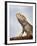 Inland Bearded Dragon Profile, Originally from Australia-Petra Wegner-Framed Photographic Print