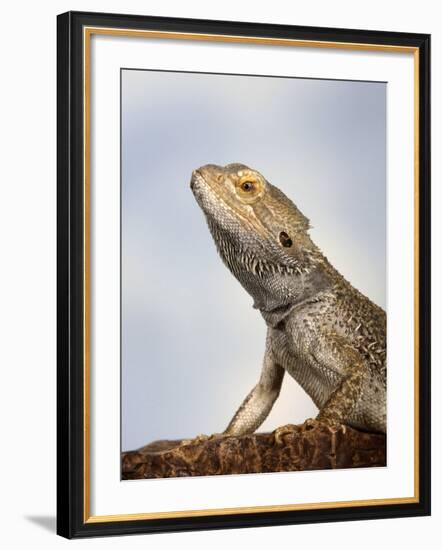Inland Bearded Dragon Profile, Originally from Australia-Petra Wegner-Framed Photographic Print