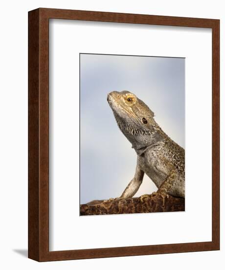 Inland Bearded Dragon Profile, Originally from Australia-Petra Wegner-Framed Photographic Print