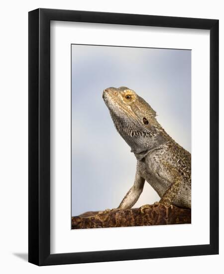 Inland Bearded Dragon Profile, Originally from Australia-Petra Wegner-Framed Photographic Print