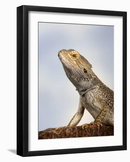Inland Bearded Dragon Profile, Originally from Australia-Petra Wegner-Framed Photographic Print