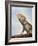 Inland Bearded Dragon Profile, Originally from Australia-Petra Wegner-Framed Photographic Print