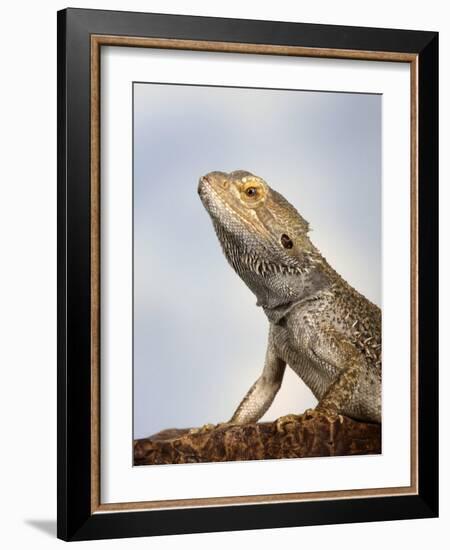 Inland Bearded Dragon Profile, Originally from Australia-Petra Wegner-Framed Photographic Print