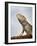 Inland Bearded Dragon Profile, Originally from Australia-Petra Wegner-Framed Photographic Print