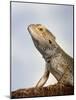 Inland Bearded Dragon Profile, Originally from Australia-Petra Wegner-Mounted Photographic Print