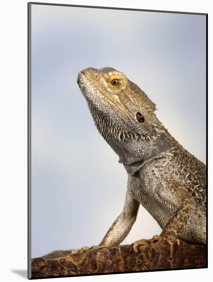 Inland Bearded Dragon Profile, Originally from Australia-Petra Wegner-Mounted Photographic Print