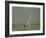 Inland Yachting, Midwest-Charles E^ Steinheimer-Framed Photographic Print