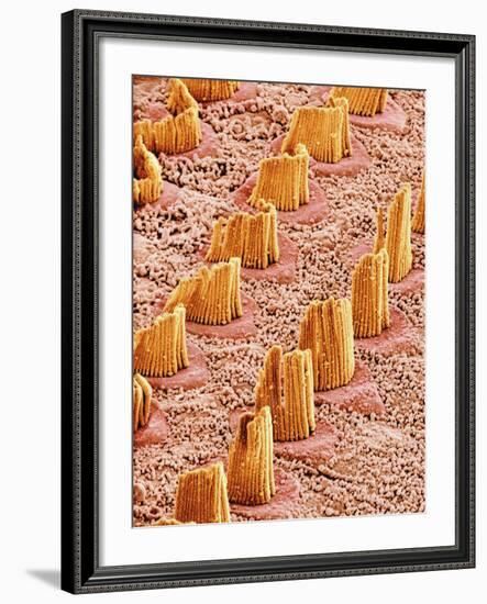 Inner Ear Hair Cells, SEM-Susumu Nishinaga-Framed Photographic Print