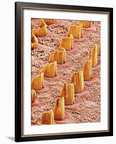 Inner Ear Hair Cells, SEM-Susumu Nishinaga-Framed Photographic Print