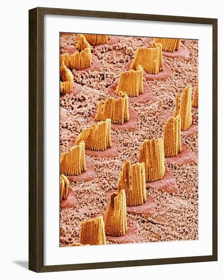 Inner Ear Hair Cells, SEM-Susumu Nishinaga-Framed Photographic Print