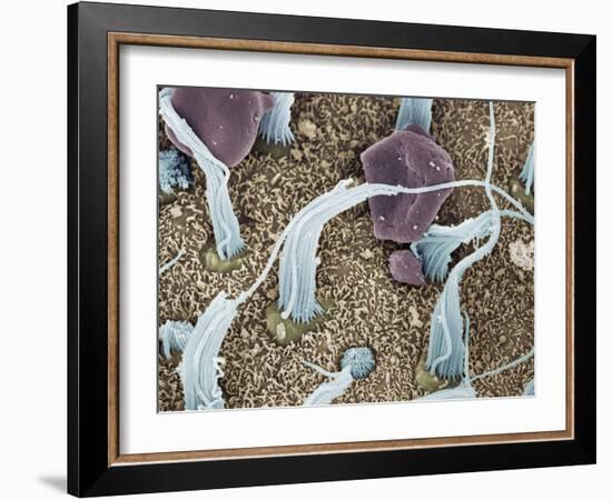 Inner Ear Sensory Cells, SEM-Steve Gschmeissner-Framed Photographic Print