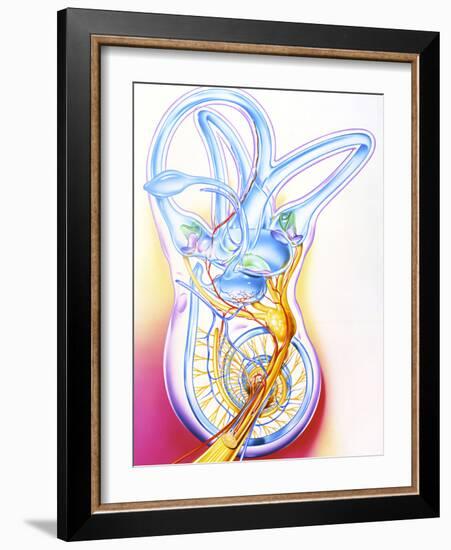 Inner Ear-John Bavosi-Framed Photographic Print