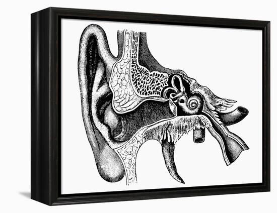 Inner Ear-Mehau Kulyk-Framed Premier Image Canvas