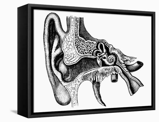 Inner Ear-Mehau Kulyk-Framed Premier Image Canvas