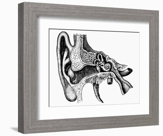 Inner Ear-Mehau Kulyk-Framed Photographic Print