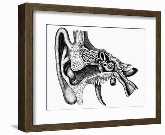 Inner Ear-Mehau Kulyk-Framed Photographic Print