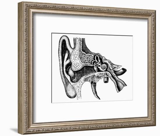 Inner Ear-Mehau Kulyk-Framed Photographic Print