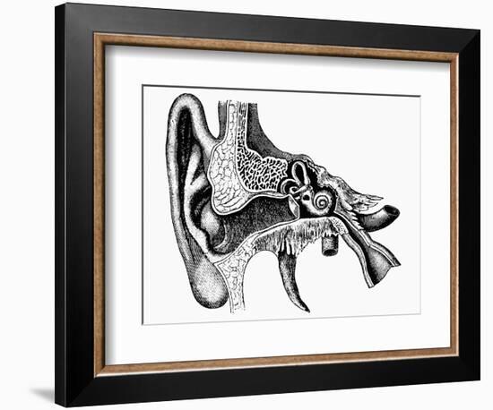 Inner Ear-Mehau Kulyk-Framed Photographic Print