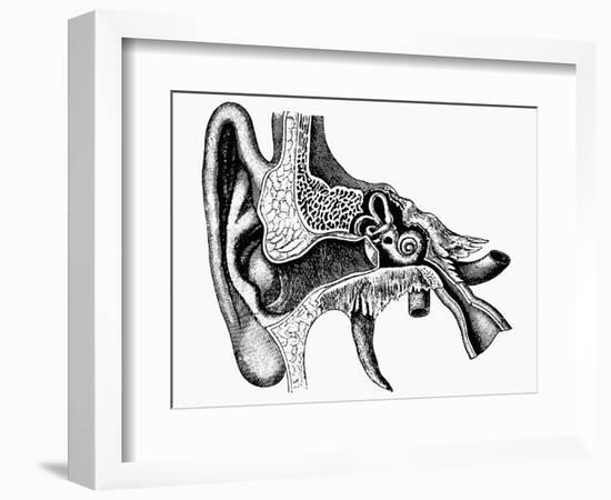 Inner Ear-Mehau Kulyk-Framed Photographic Print