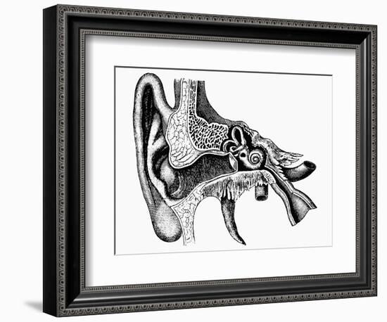 Inner Ear-Mehau Kulyk-Framed Photographic Print