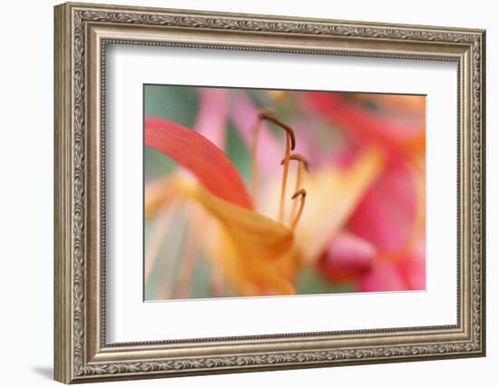 Inner Silence-Jacob Berghoef-Framed Photographic Print