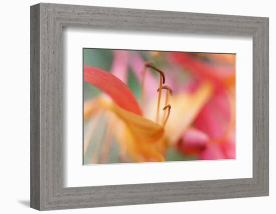 Inner Silence-Jacob Berghoef-Framed Photographic Print