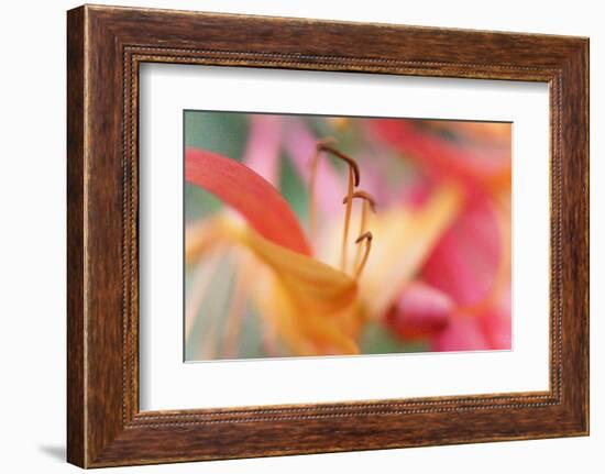 Inner Silence-Jacob Berghoef-Framed Photographic Print