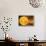 Inner Solar System, Artwork-Henning Dalhoff-Framed Premier Image Canvas displayed on a wall