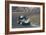 Innes Ireland Driving a Lotus 18, Dutch Grand Prix, Zandvoort, 1960-null-Framed Photographic Print