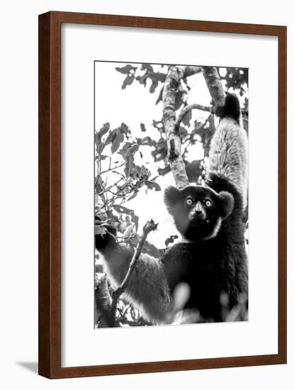 Inquisitive Indri-Matt Roseveare-Framed Art Print