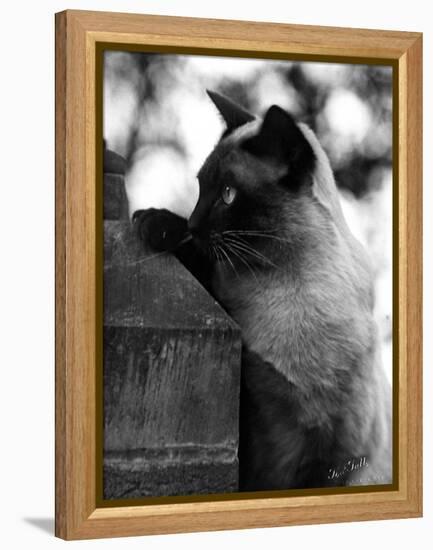 Inquisitive Siamese-Thomas Fall-Framed Premier Image Canvas