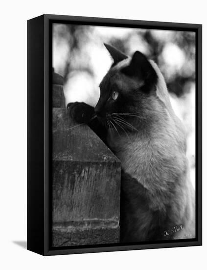 Inquisitive Siamese-Thomas Fall-Framed Premier Image Canvas