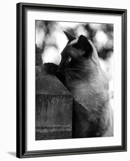 Inquisitive Siamese-Thomas Fall-Framed Photographic Print