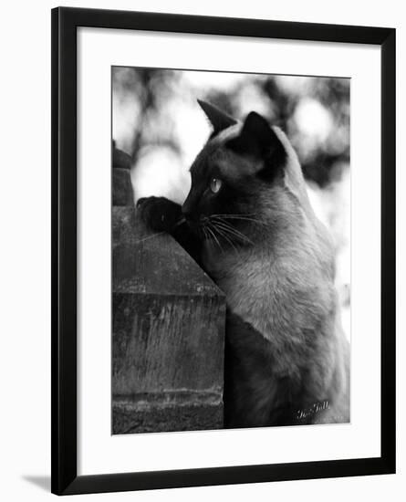 Inquisitive Siamese-Thomas Fall-Framed Photographic Print