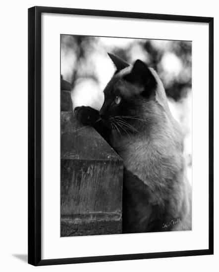 Inquisitive Siamese-Thomas Fall-Framed Photographic Print