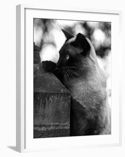 Inquisitive Siamese-Thomas Fall-Framed Photographic Print